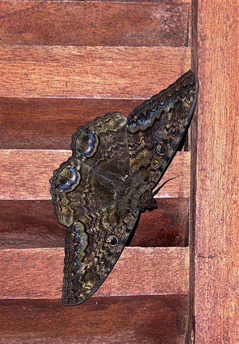 Black Witch Moth Spotted in St. Lucia : r/moths