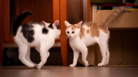 Do cats communicate with their tails? | Live Science