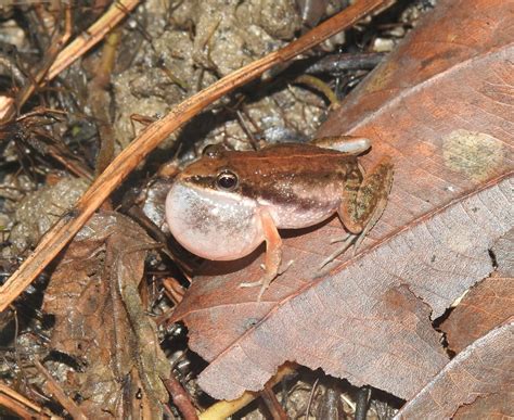 Chilapata rain-pool frog - Nepal Conservation and Research Center