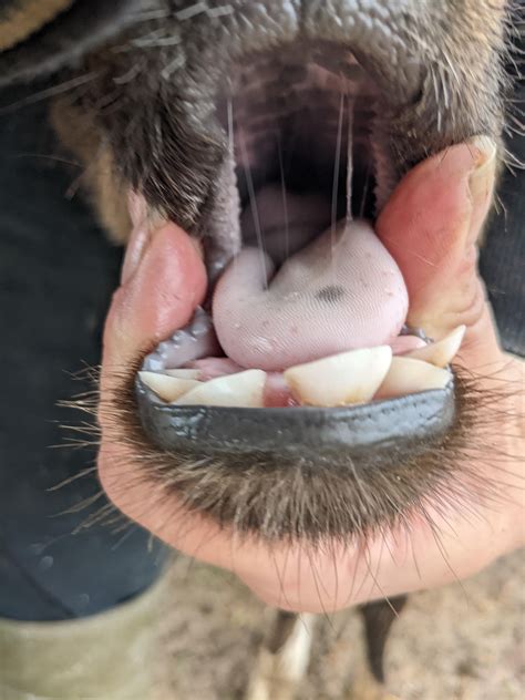 Did you know that cows don't have an upper set of teeth? One of my ...