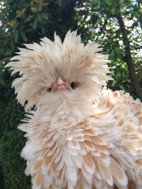 Frizzle Chicken