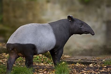 ENCYCLOPEDIA OF ANIMAL FACTS AND PICTURES: TAPIR