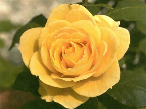 Grandiflora Rose, Ch-Ching! - Campbell's Nursery