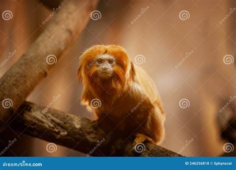 Close Up of Golden Lion Marmoset Tamarin Monkey Stock Photo - Image of ...