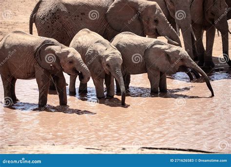 A Herd of Elephants in the Savannah of East Africa Drinking at a ...