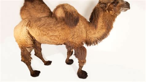 Camel Description, Humps, Food, Types, Adaptations, Facts, 40% OFF