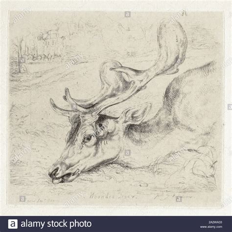 Wounded deer hi-res stock photography and images - Alamy