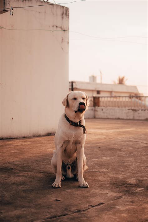 Casper Says Hello ! almost 9 months ago & now. : r/labrador