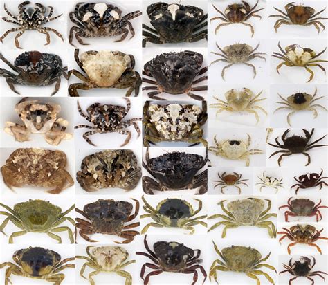 The colourful world of crab camouflage – Biological Sciences Blog