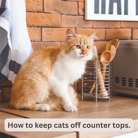 Tips on how to keep cats off counter tops. – McMac Pet SA