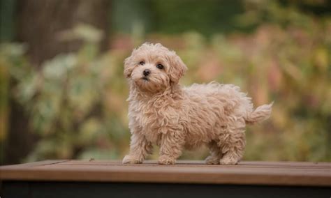 Maltipoo Lifespan: How Long Do Maltipoos Live? - A-Z Animals