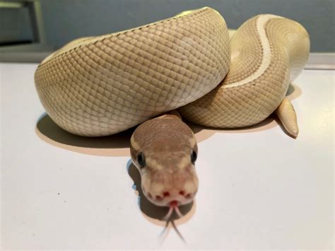 Banana Mojave Mystic Ball Python by Kimball's royal pythons belgium ...