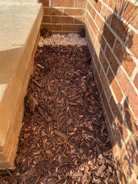 My friend moved into a new house and found a nest of rabbits near his front door : r ...
