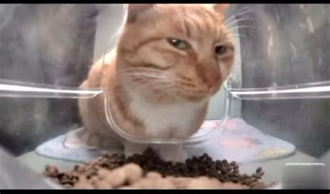 mr fresh cat | Fotos de gatos engraçados, Gatos engraçados, Memes de gatos