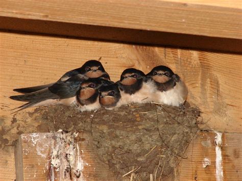 Solve Family Swallow jigsaw puzzle online with 154 pieces