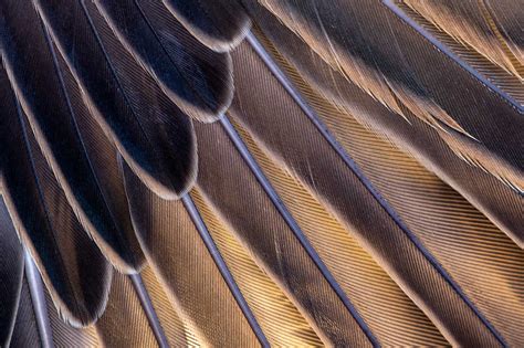 10 Tips for Photographing Patterns and Textures in Nature - Nature TTL