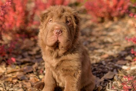 Bear Coat Shar-Pei: A Teddy Bear Dog That's Right For You?
