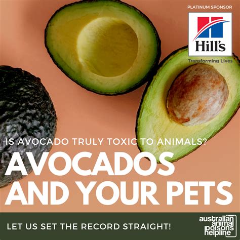 Are Avocado Plants Poisonous To Cats And Dogs