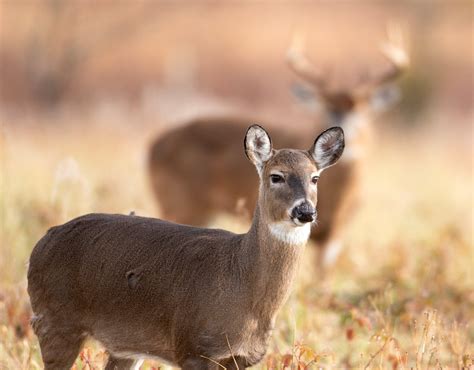Michigan Early Season Youth and Disabled Hunts to Be Antlerless Only in ...