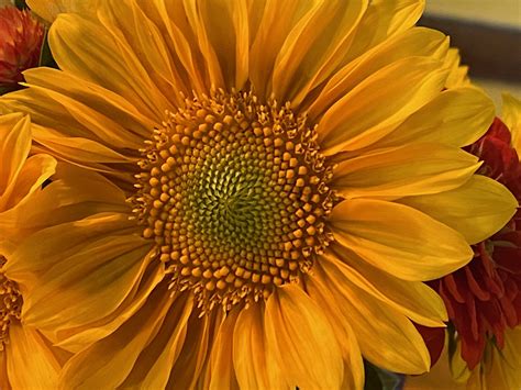 Spring And Flower Sharing -Amish Work, Lynda's Photo And My Flower ...