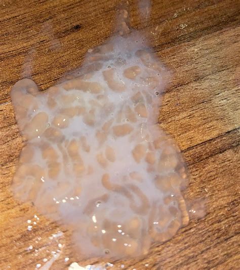 What Does Sperm Look Like In The Toilet at Cecil Messer blog