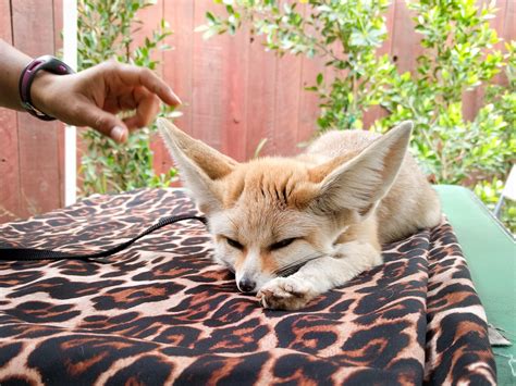 Domestic Fennec Fox