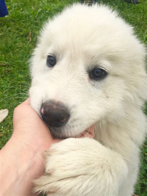 Maremma Sheepdog Puppies: Cuteness Overload! — Brooklyn DoubleWide