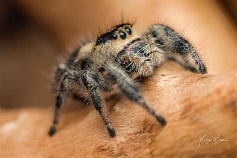 Female Regal Jumping Spider (Phidippus regius) : r/arachnids