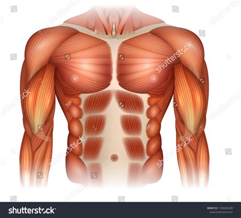 Male Diastasis Recti Known Diastasis Rectus Stock Vector (Royalty Free) 1169265289 ...