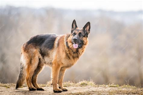 What Is The Largest German Shepherd