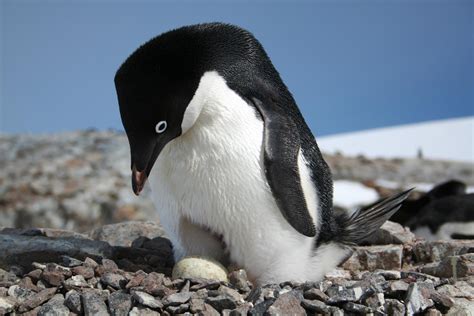 How a Network of Marine Protected Areas Could Help Safeguard Antarctic ...
