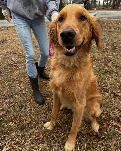 Wolf Trap Animal Rescue | The new fosters are on their way!!!! Thank ...