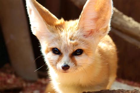 Fennec Fox Biome at Rachel Fairweather blog