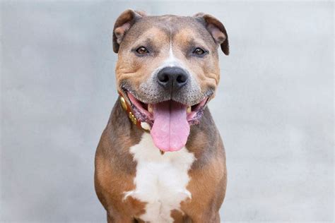 5 Types of Pit Bull Dog Breeds (2026)