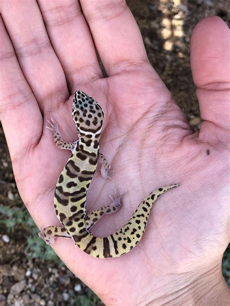 Desert Gecko Moonlight Makes Desert Geckos Glow Neon Green | Live
