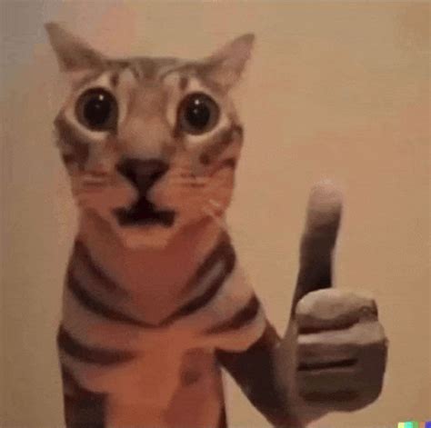 Cat giving thumbs up | Thumbs Up Cat | Know Your Meme