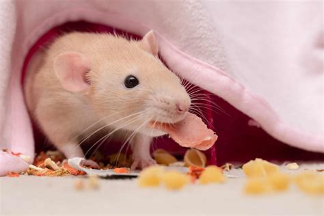 Are Rats Smart? - A-Z Animals