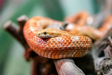 Non-Venomous Snakes – Reptilekingz