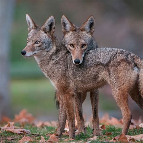 Do Coyotes Eat Dead Animals? The Truth Uncovered - Gear Guide Pro