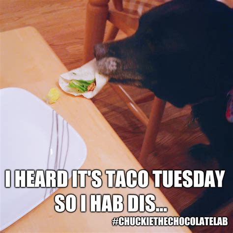 Taco Tuesday - Imgflip