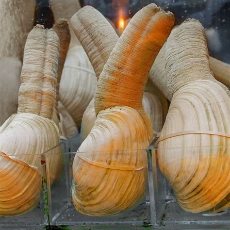 Geoduck clam recipes – Artofit