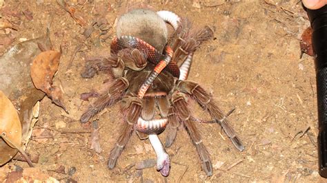 Giant Spider Eating Snake