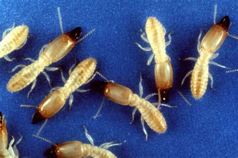 What Do Termites Look Like? Signs of Termite Damage