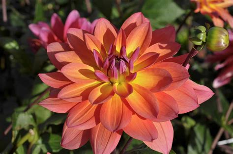 Discover the National Flower of Mexico: the Dahlia - AZ Animals
