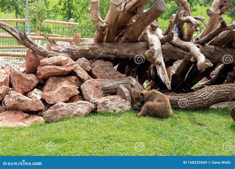 Bear Country South Dakota stock image. Image of beautiful - 168232669