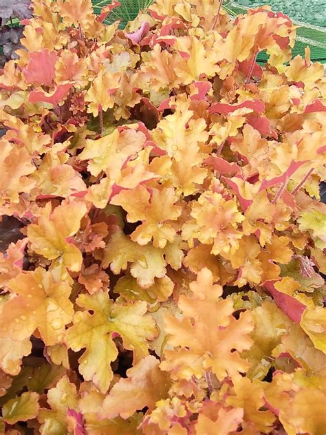 Heuchera 'Marmalade' - Pine Tree Nurseries
