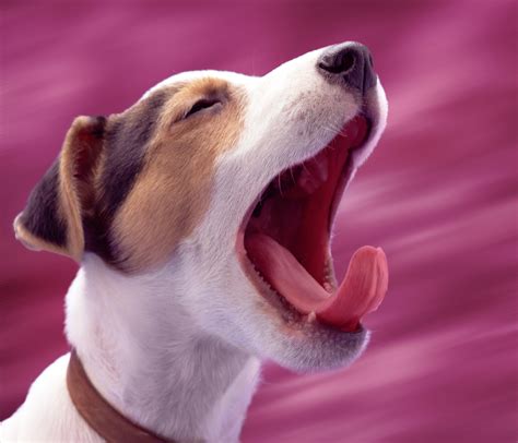 National Puppy Day: Adorable Yawning Puppies