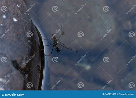 Water Skimmer Bug Sitting on Top of Water Over Boulders Stock Image ...
