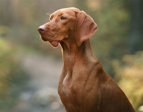 Vizsla Facts Profile For New Hope Vizsla Rescue