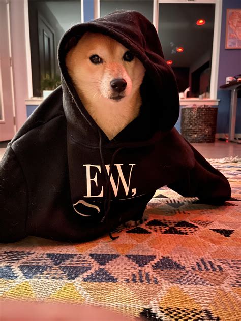 Head on side eye : r/shiba